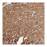 Atlas Antibodies Anti-BBIP1 Antibody