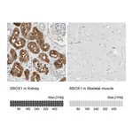 Atlas Antibodies Anti-BBOX1 Antibody