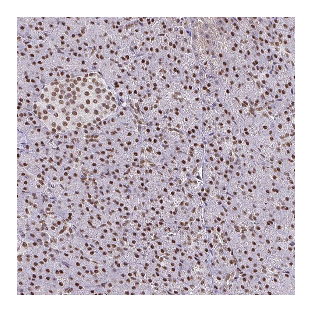 Atlas Antibodies Anti-BBX Antibody