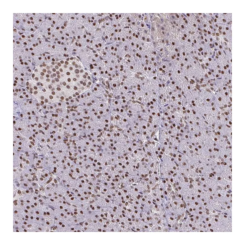 Atlas Antibodies Anti-BBX Antibody