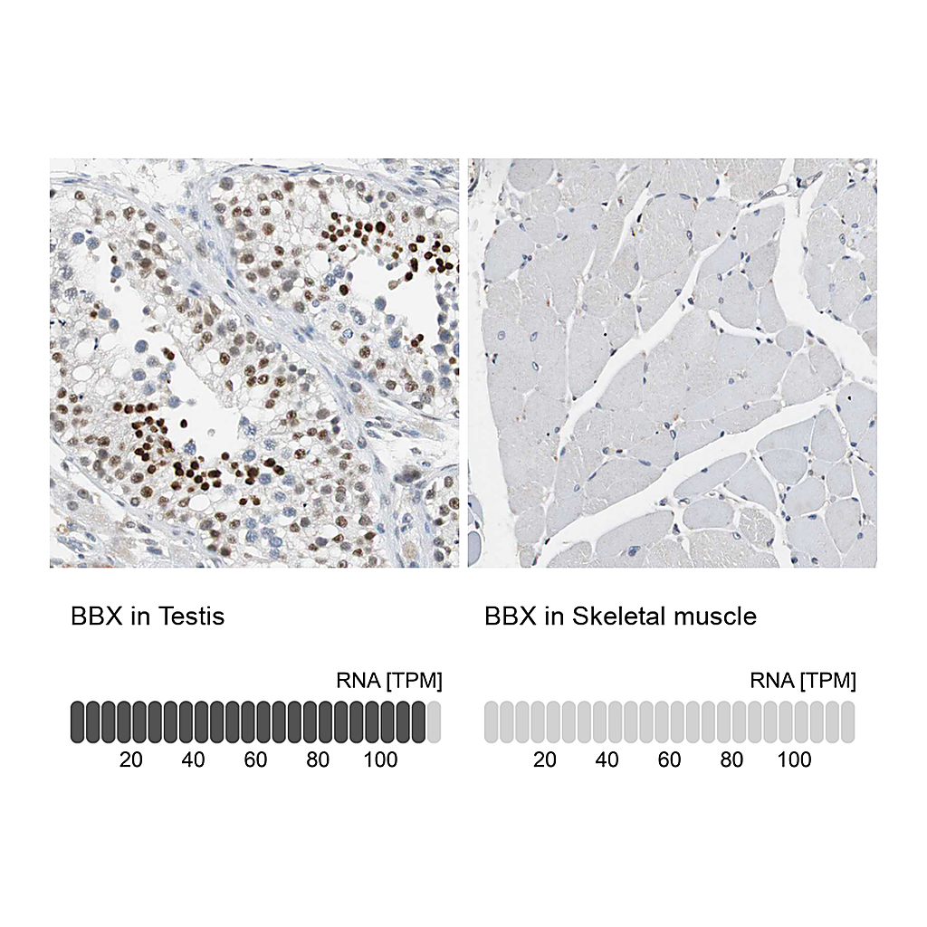 Atlas Antibodies Anti-BBX Antibody