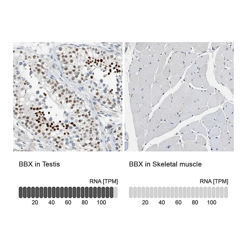 Atlas Antibodies Anti-BBX Antibody