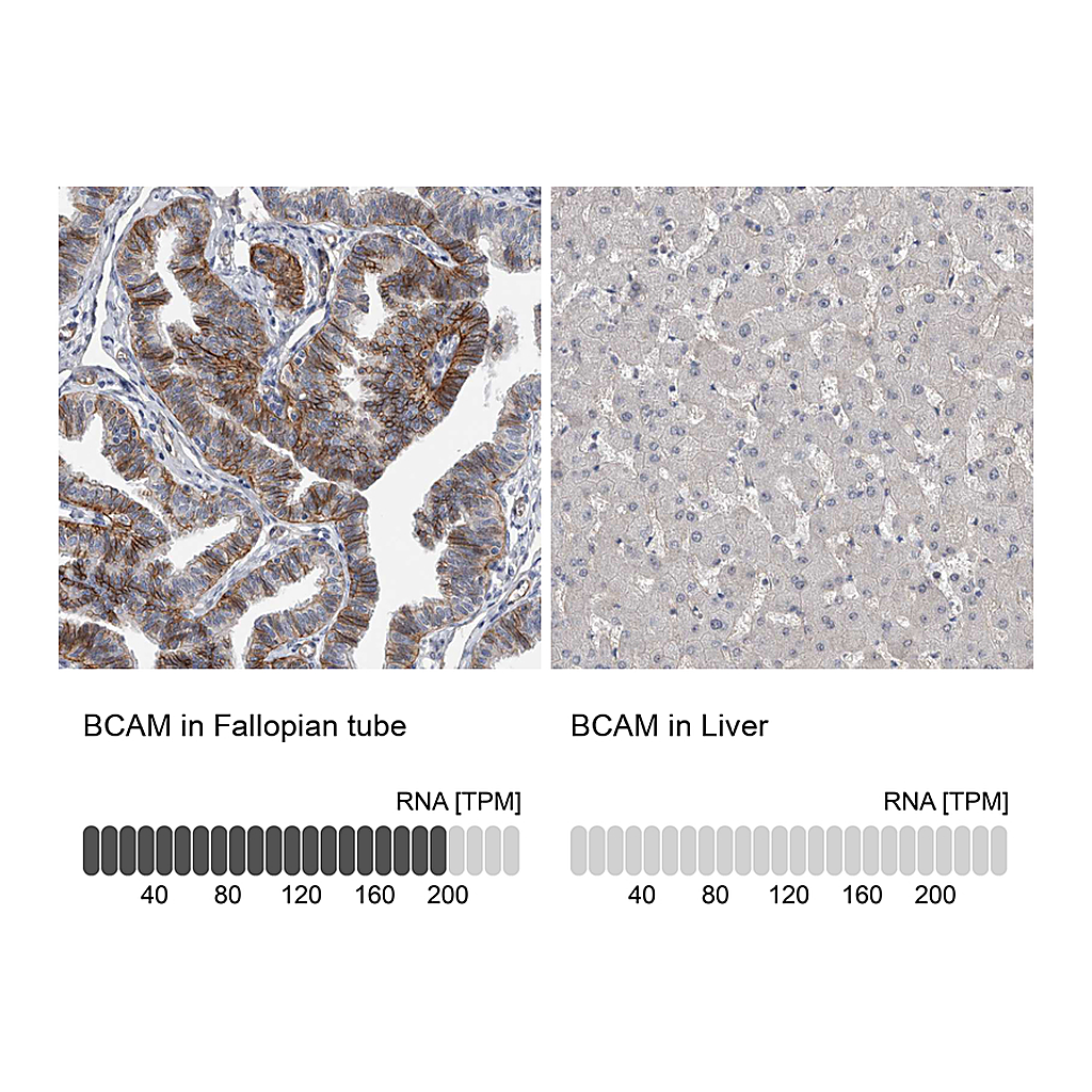 Atlas Antibodies Anti-BCAM Antibody