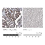 Atlas Antibodies Anti-BCAM Antibody