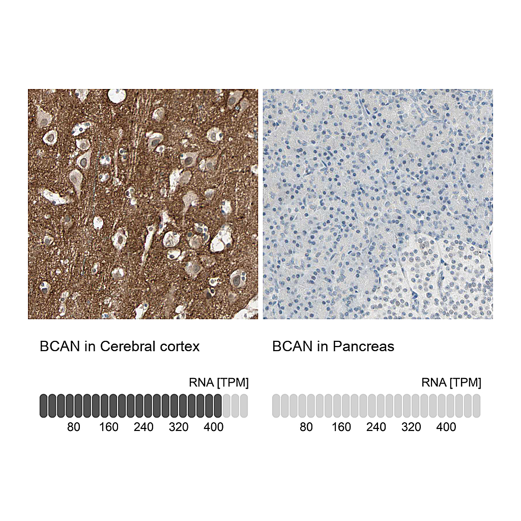 Atlas Antibodies Anti-BCAN Antibody