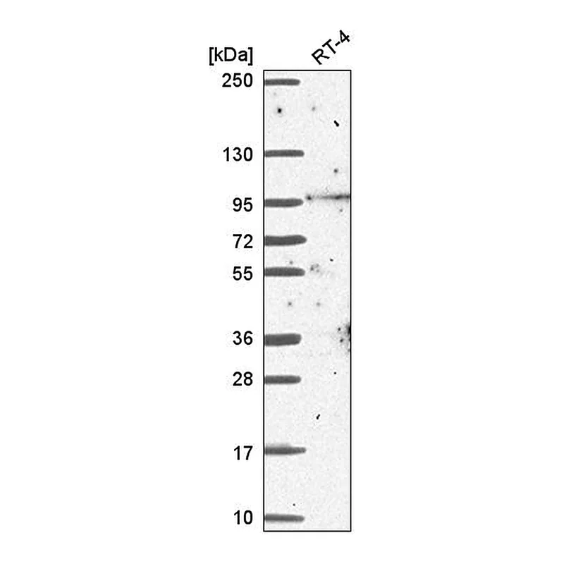 Atlas Antibodies Anti-BCAS3 Antibody