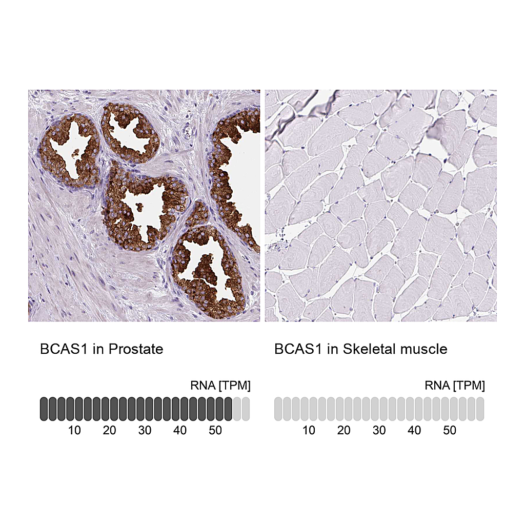 Atlas Antibodies Anti-BCAS1 Antibody