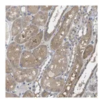 Atlas Antibodies Anti-BCAR3 Antibody