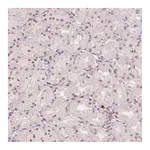 Atlas Antibodies Anti-BCAS3 Antibody