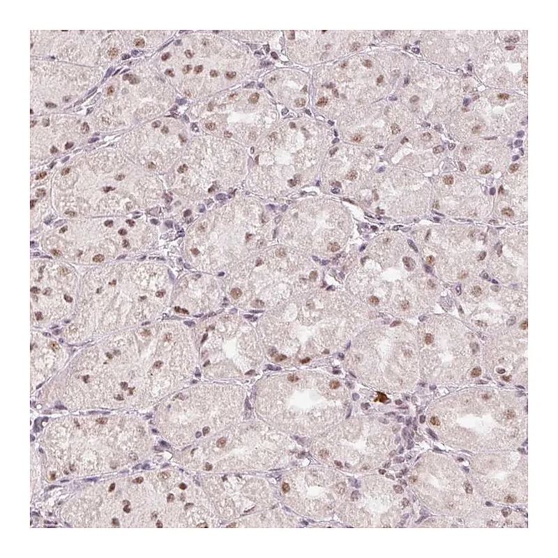 Atlas Antibodies Anti-BCAS3 Antibody