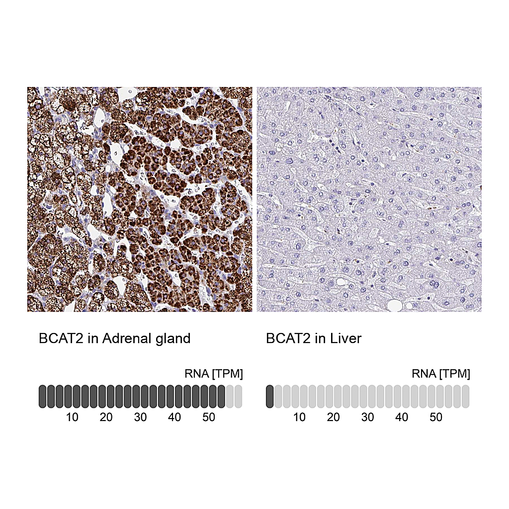 Atlas Antibodies Anti-BCAT2 Antibody