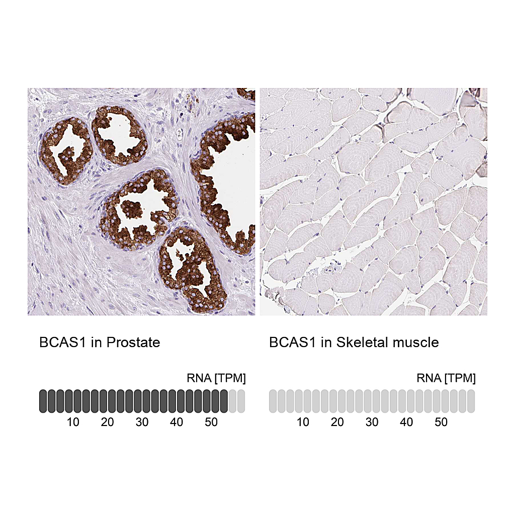 Atlas Antibodies Anti-BCAS1 Antibody