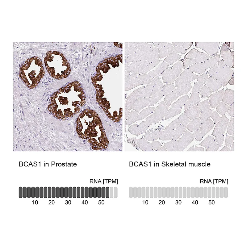 Atlas Antibodies Anti-BCAS1 Antibody