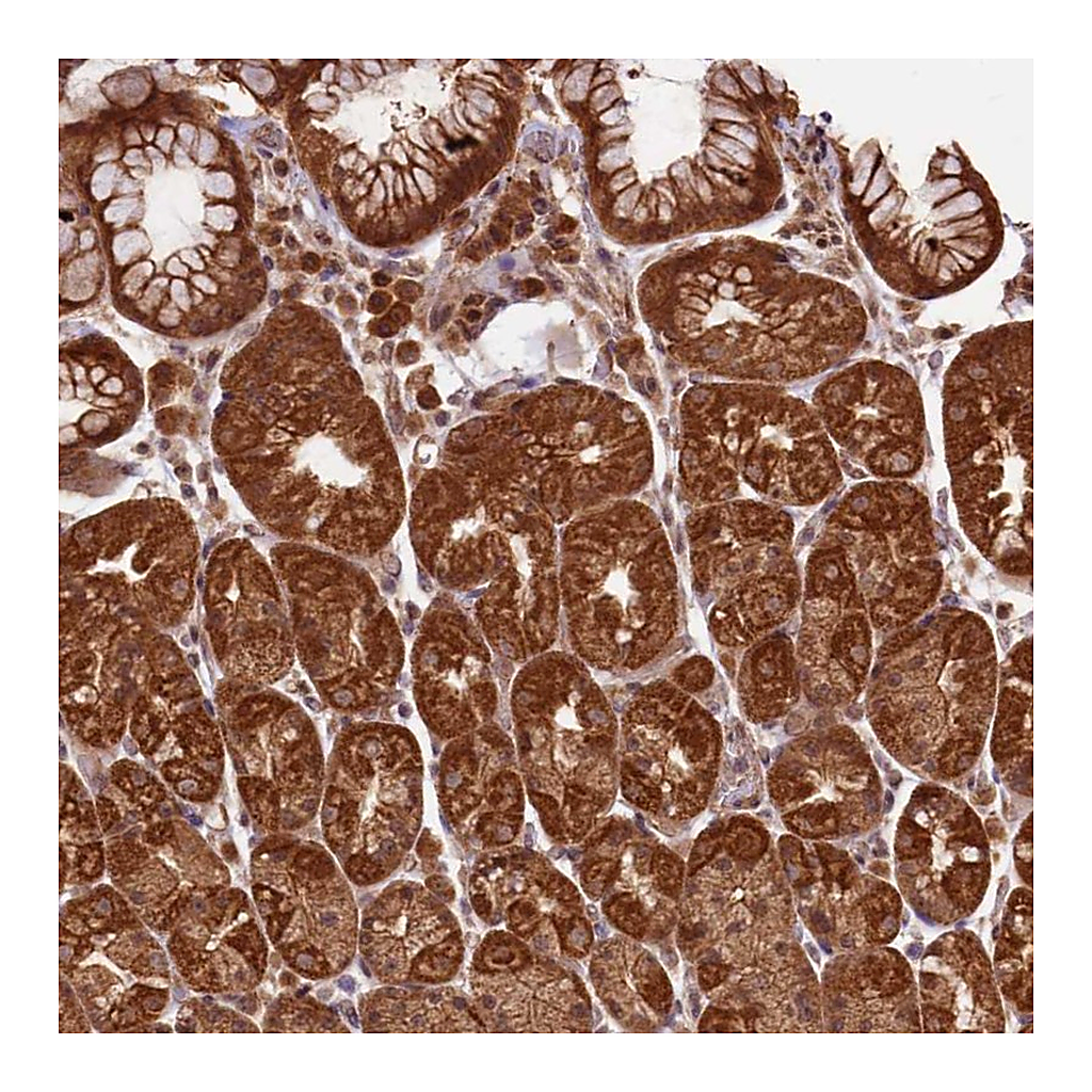 Atlas Antibodies Anti-BCAS4 Antibody