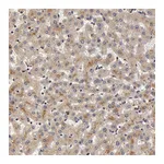 Atlas Antibodies Anti-BCHE Antibody
