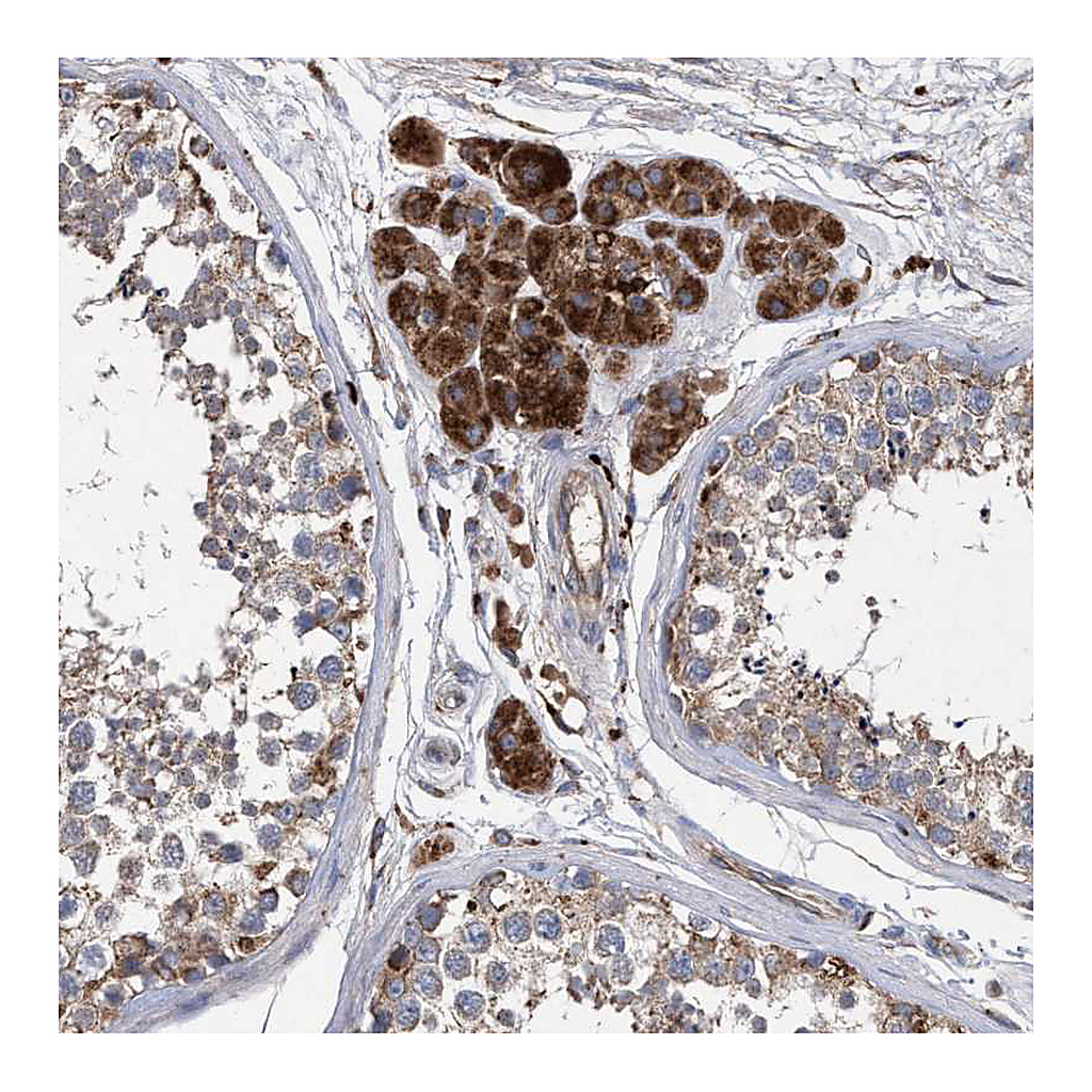 Atlas Antibodies Anti-BCL2L12 Antibody