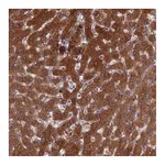 Atlas Antibodies Anti-BCL2L10 Antibody
