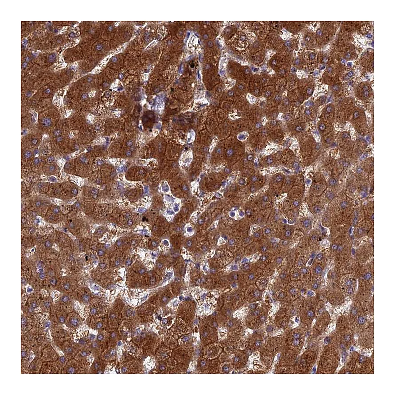 Atlas Antibodies Anti-BCL2L10 Antibody