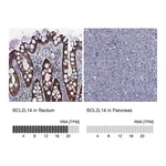 Atlas Antibodies Anti-BCL2L14 Antibody