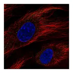Atlas Antibodies Anti-BCL6B Antibody