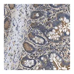 Atlas Antibodies Anti-BCL7C Antibody