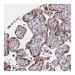 Atlas Antibodies Anti-BCL9L Antibody