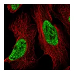 Atlas Antibodies Anti-BCLAF1 Antibody