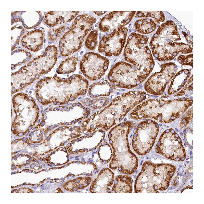 Atlas Antibodies Anti-BCO2 Antibody