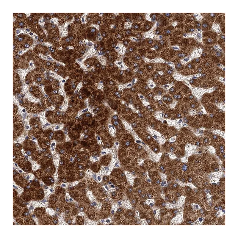 Atlas Antibodies Anti-BCS1L Antibody