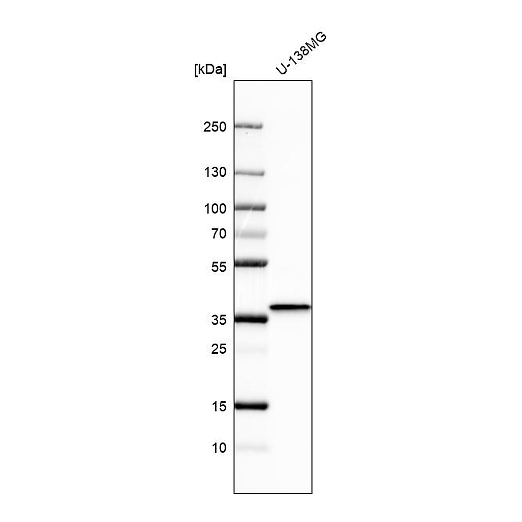 Atlas Antibodies Anti-BDNF Antibody