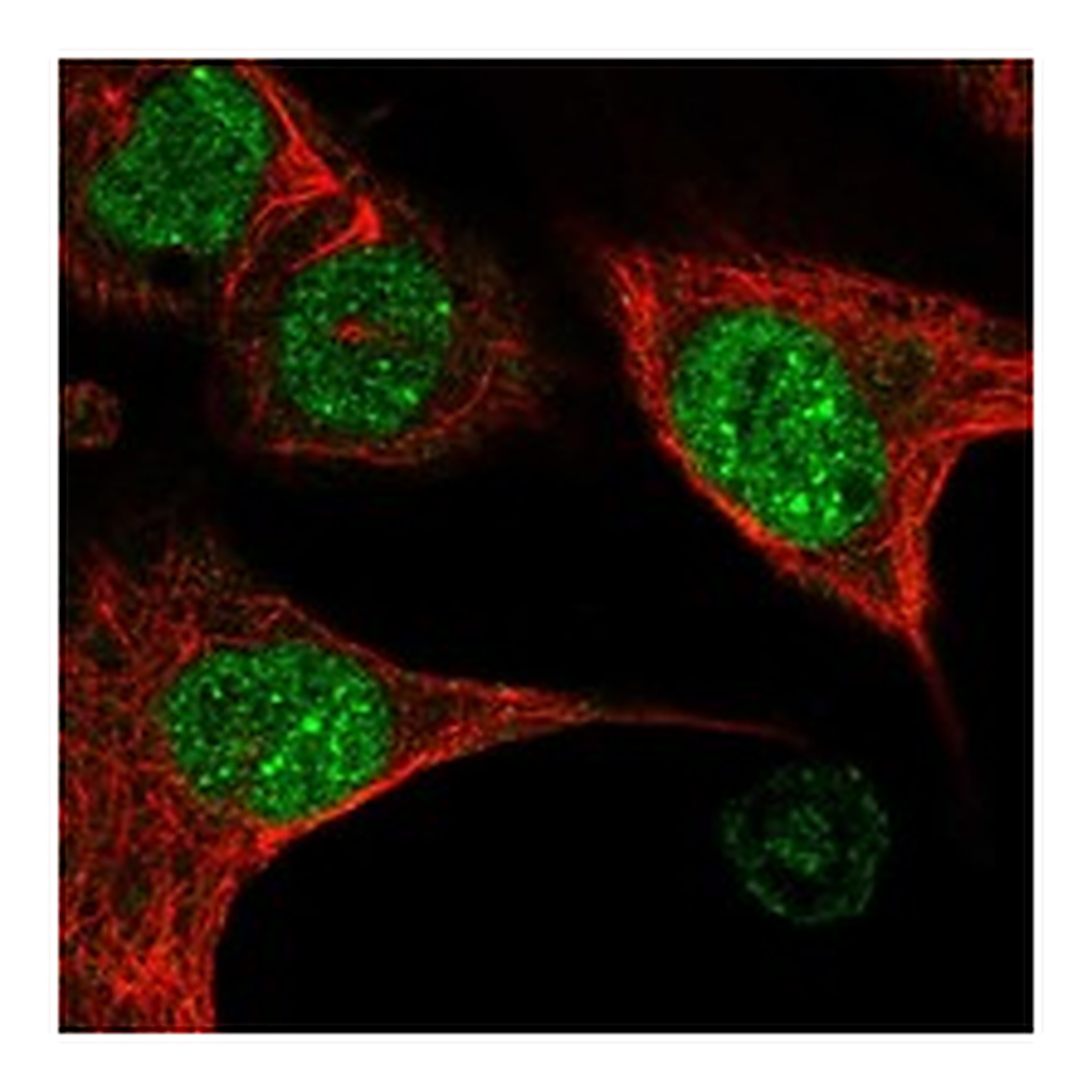 Atlas Antibodies Anti-BDP1 Antibody
