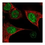 Atlas Antibodies Anti-BDP1 Antibody