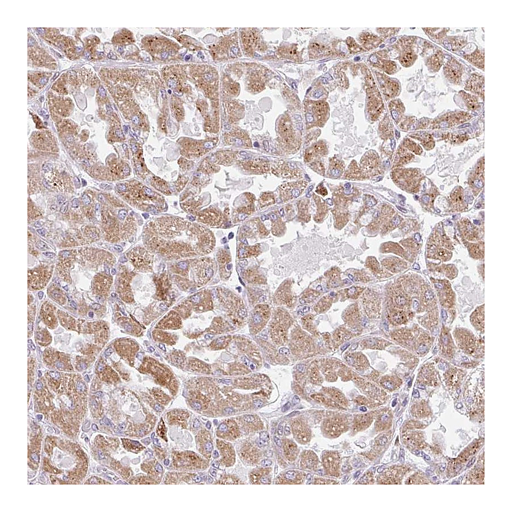 Atlas Antibodies Anti-BEAN1 Antibody