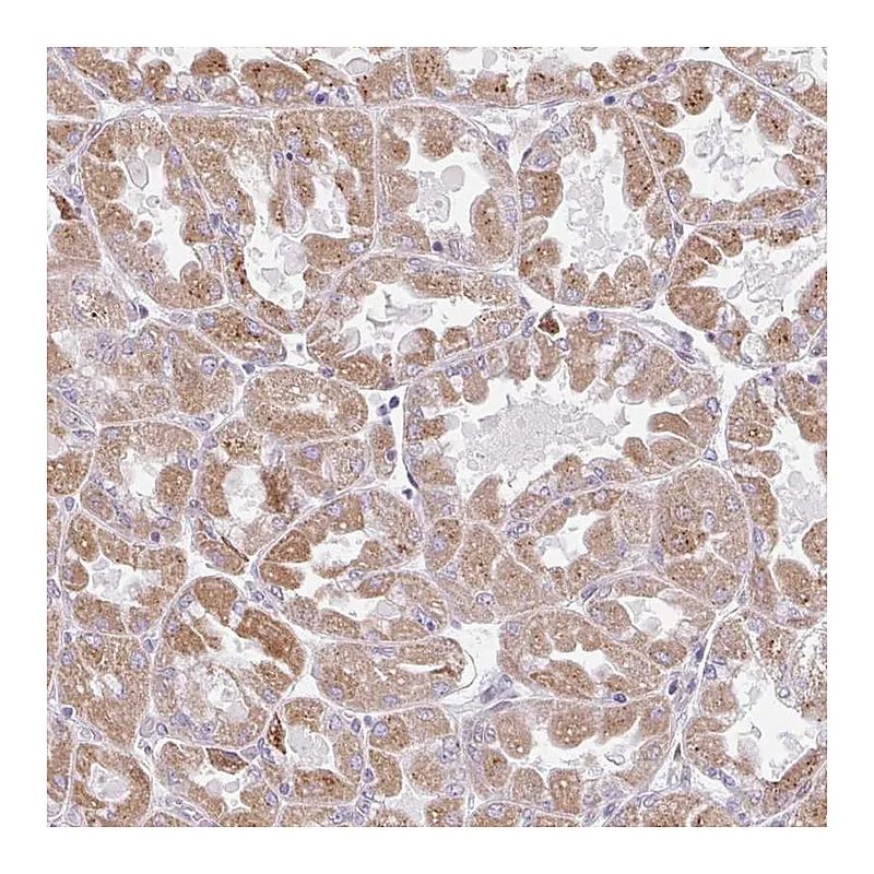 Atlas Antibodies Anti-BEAN1 Antibody