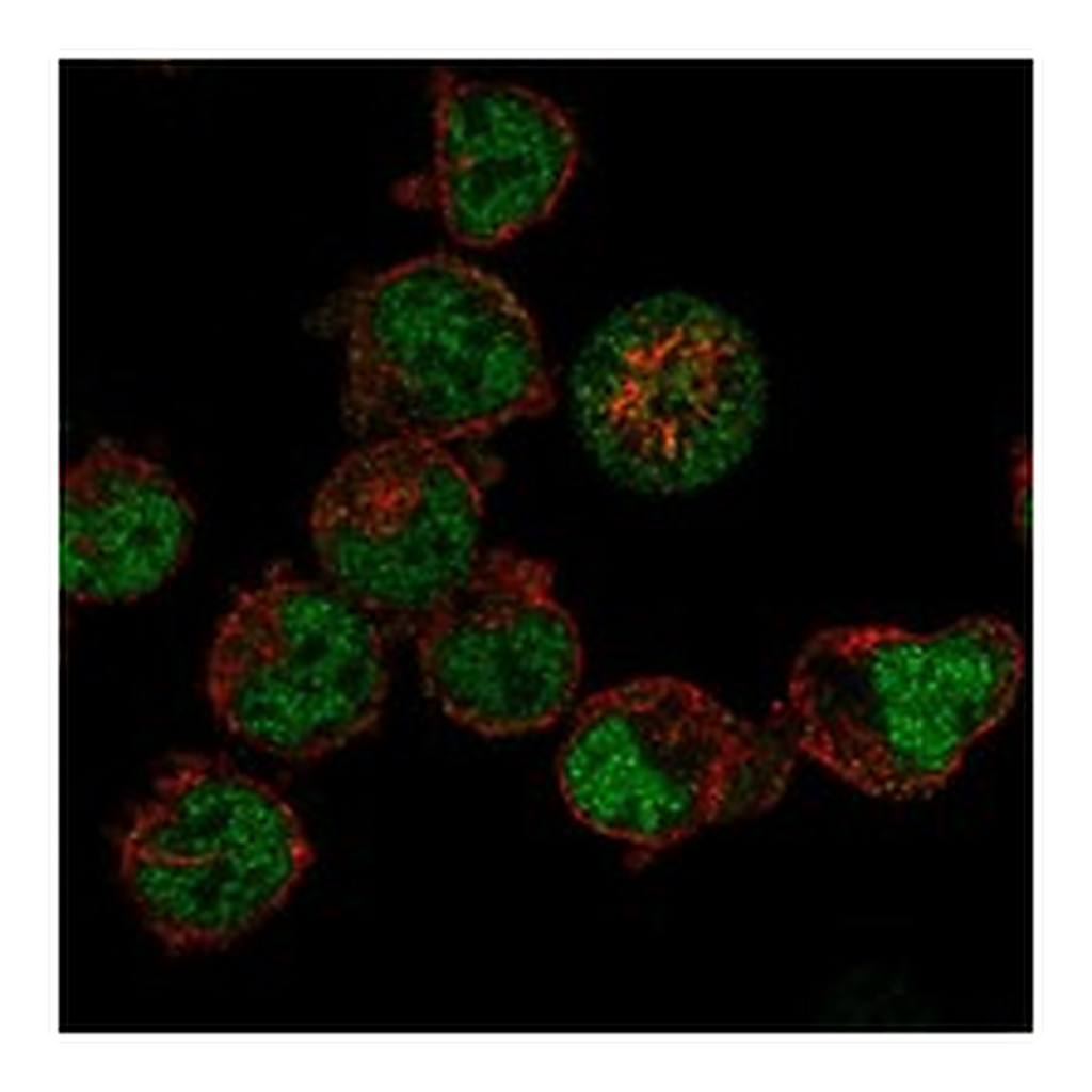 Atlas Antibodies Anti-BDP1 Antibody
