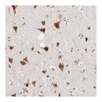 Atlas Antibodies Anti-BEGAIN Antibody