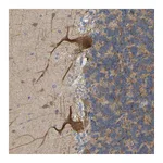 Atlas Antibodies Anti-BEND3 Antibody