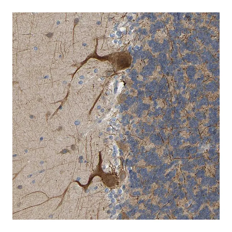 Atlas Antibodies Anti-BEND3 Antibody