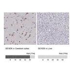 Atlas Antibodies Anti-BEND6 Antibody