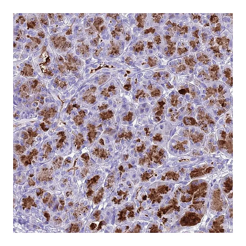 Atlas Antibodies Anti-BEST2 Antibody