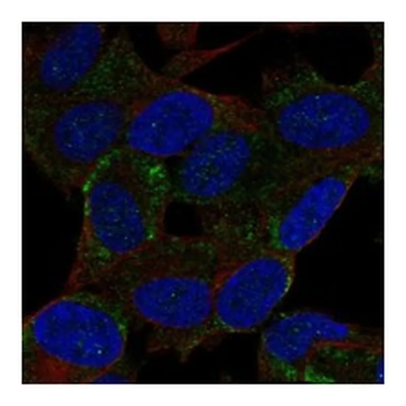 Atlas Antibodies Anti-BEX2 Antibody