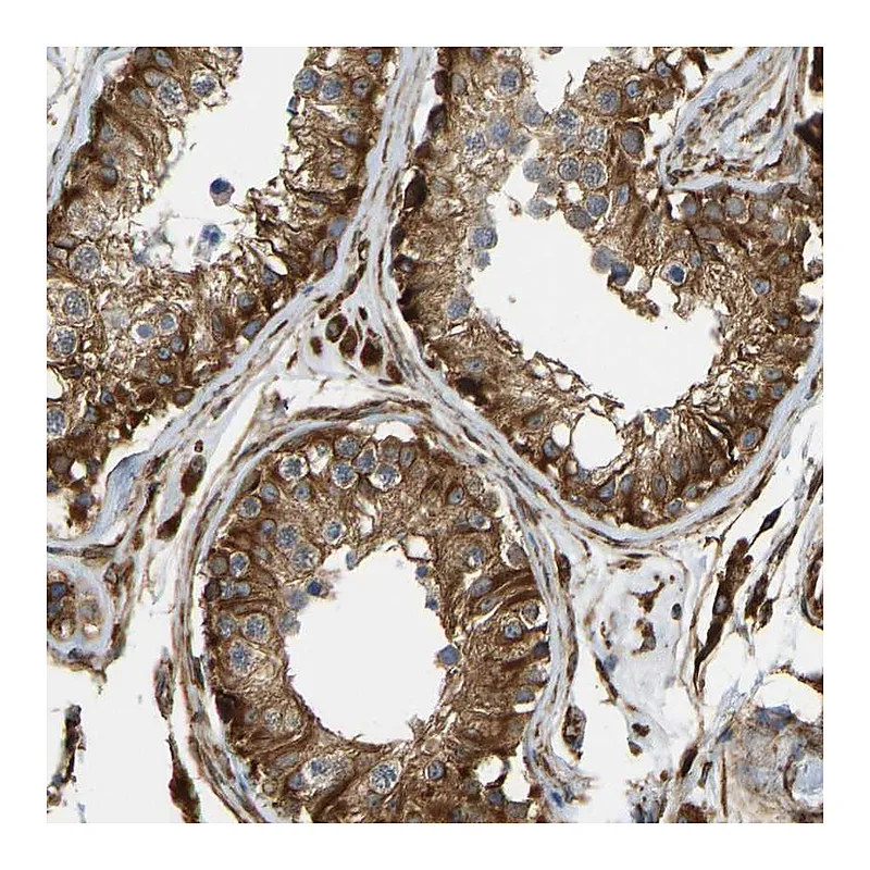 Atlas Antibodies Anti-BEX3 Antibody