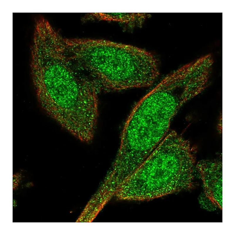 Atlas Antibodies Anti-BEX4 Antibody