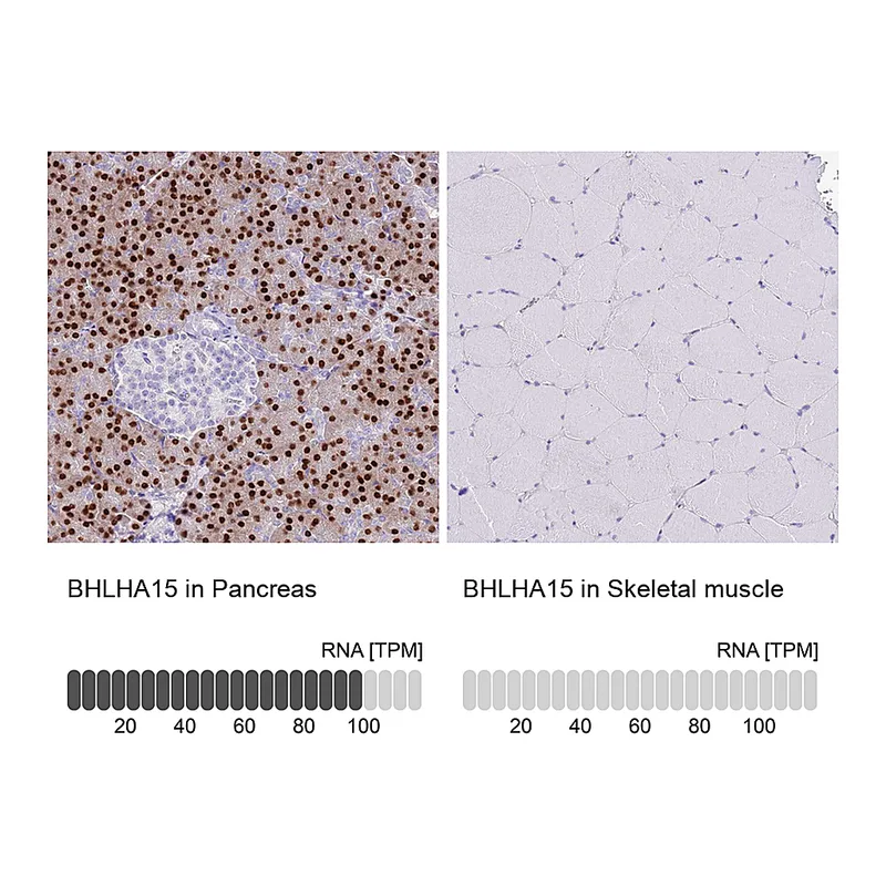 Atlas Antibodies Anti-BHLHA15 Antibody