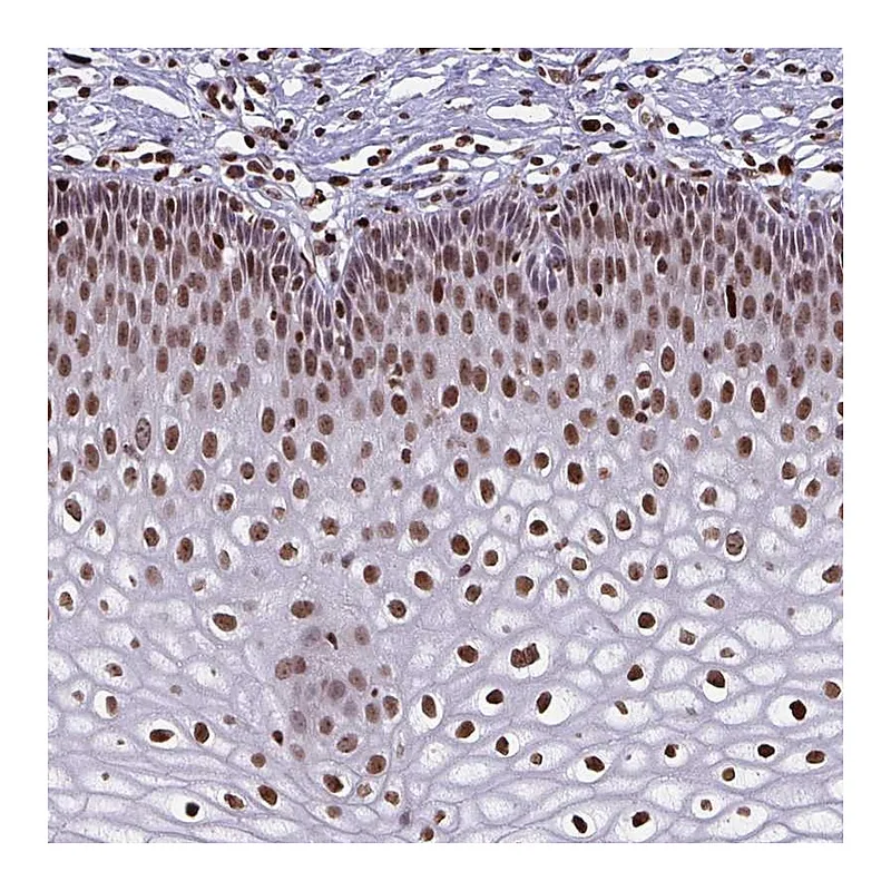 Atlas Antibodies Anti-BHLHA9 Antibody