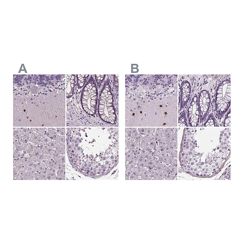 Atlas Antibodies Anti-BHLHE22 Antibody