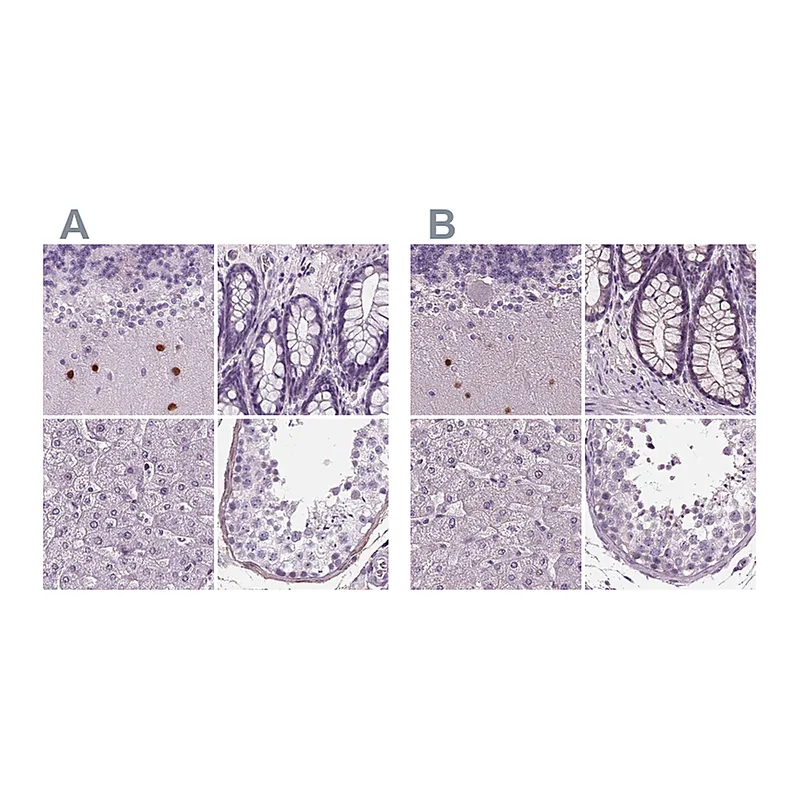 Atlas Antibodies Anti-BHLHE22 Antibody