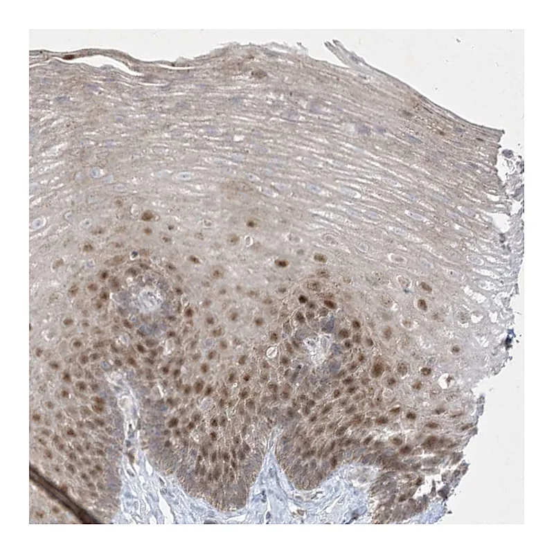 Atlas Antibodies Anti-BHLHE40 Antibody