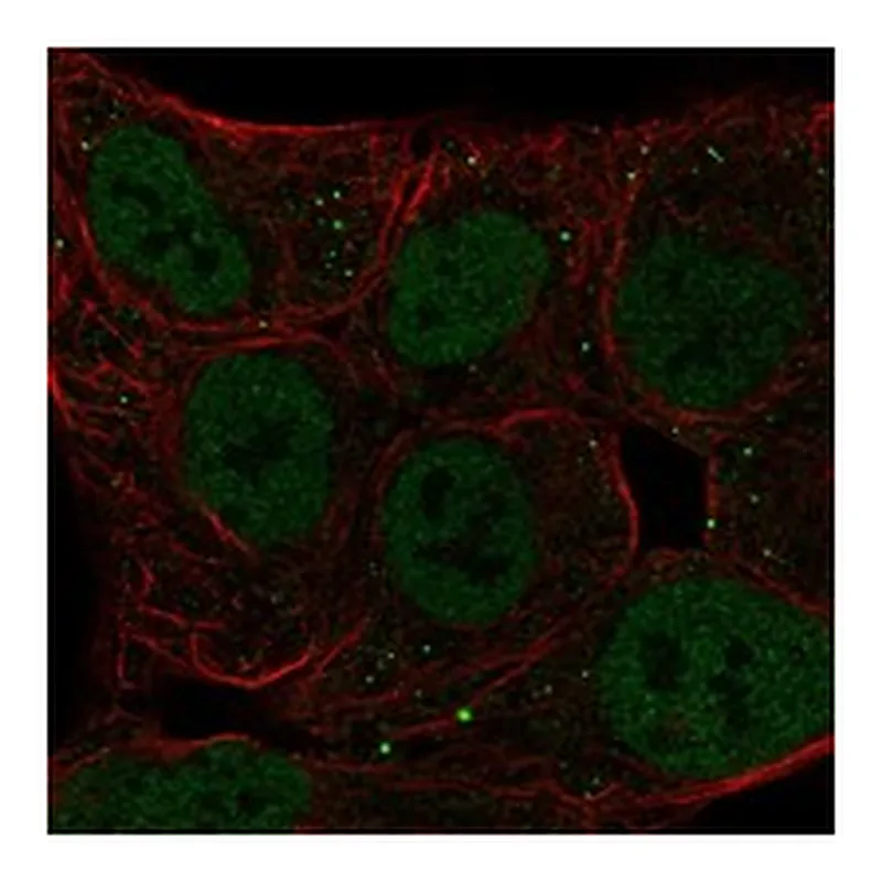 Atlas Antibodies Anti-BHLHE41 Antibody