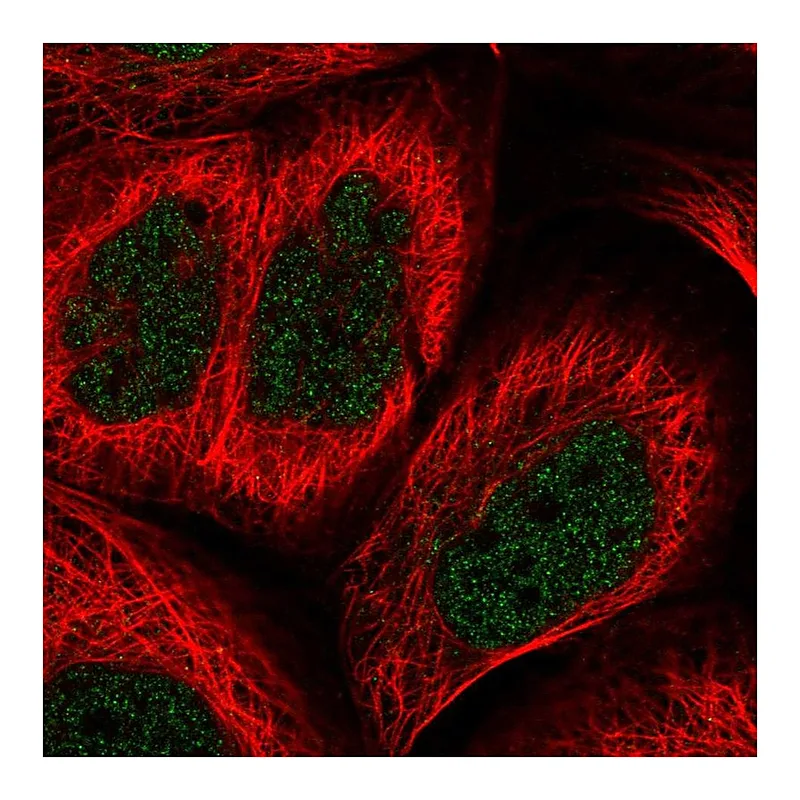 Atlas Antibodies Anti-BHLHE41 Antibody